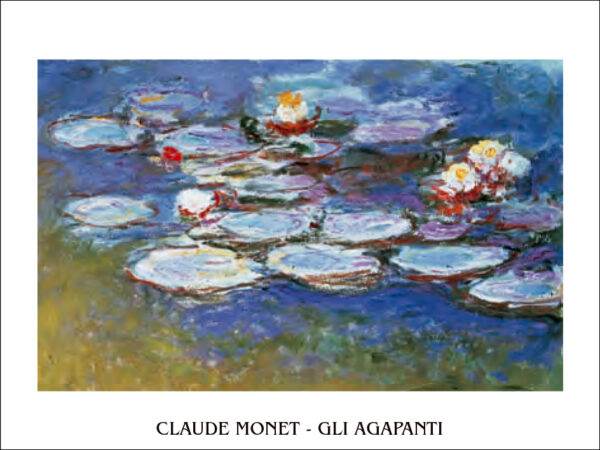 Gli Agapanti